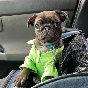 Cat or Puppy shirts (set of 4)